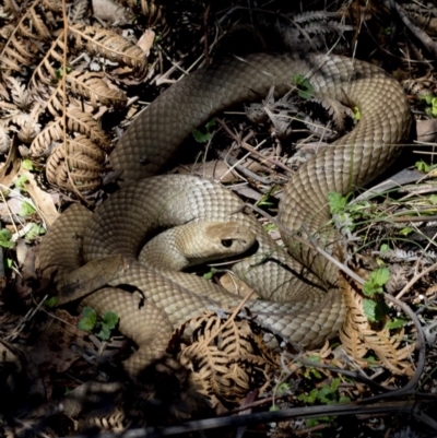 Pseudonaja textilis (Eastern Brown Snake) at Paddys River, ACT - 20 Oct 2018 by JudithRoach