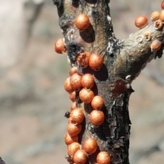 Eriococcus coriaceus (Gumtree Scale) at Callum Brae - 21 Oct 2018 by Mike