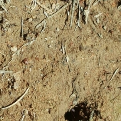 Unverified Ant (Hymenoptera, Formicidae) at Callum Brae - 21 Oct 2018 by Mike
