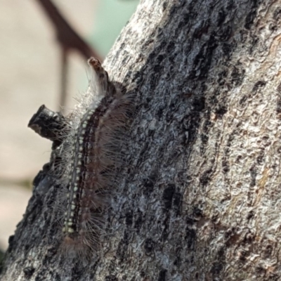 Uraba lugens (Gumleaf Skeletonizer) at Jerrabomberra, ACT - 21 Oct 2018 by Mike