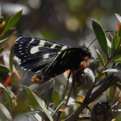 Phalaenoides tristifica (Willow-herb Day-moth) at Tidbinbilla Nature Reserve - 20 Oct 2018 by JohnBundock