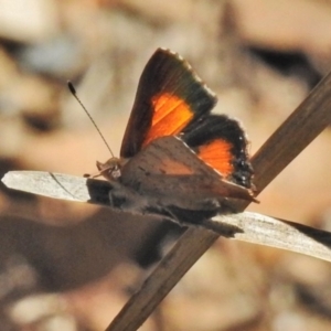 Paralucia aurifera at Paddys River, ACT - 21 Oct 2018 11:29 AM