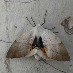 Gastrophora henricaria at Theodore, ACT - 21 Oct 2018