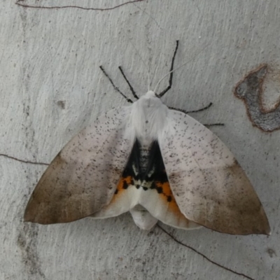 Gastrophora henricaria (Fallen-bark Looper, Beautiful Leaf Moth) at Tuggeranong Hill - 21 Oct 2018 by Owen