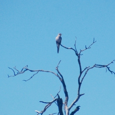 Cacomantis pallidus (Pallid Cuckoo) at Namadgi National Park - 21 Sep 2018 by KMcCue
