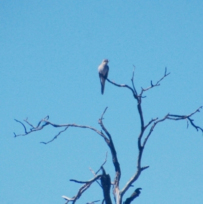 Cacomantis pallidus (Pallid Cuckoo) at Rendezvous Creek, ACT - 21 Sep 2018 by KMcCue