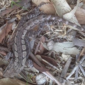 Amphibolurus muricatus at Rendezvous Creek, ACT - 13 Oct 2018 11:57 AM