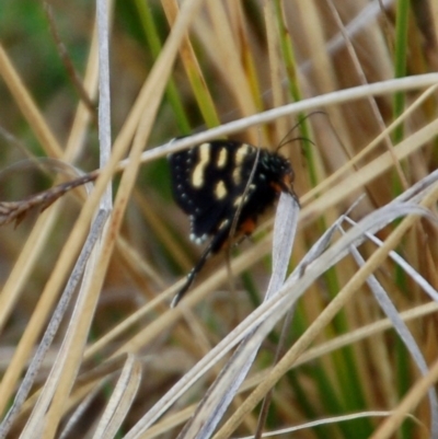 Phalaenoides tristifica (Willow-herb Day-moth) at Rendezvous Creek, ACT - 15 Oct 2018 by KMcCue