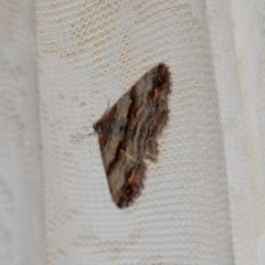 Gastrinodes bitaeniaria (Buff Bark Moth) at Namadgi National Park - 15 Oct 2018 by KMcCue