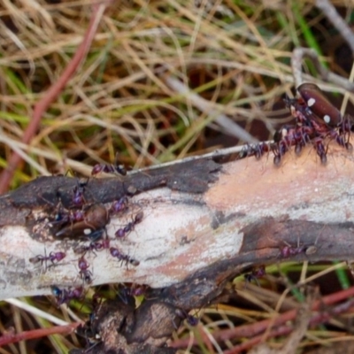 Iridomyrmex purpureus (Meat Ant) at Rendezvous Creek, ACT - 15 Oct 2018 by KMcCue