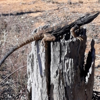 Pogona barbata (Eastern Bearded Dragon) at O'Connor Ridge to Gungahlin Grasslands - 21 Oct 2018 by TomfromOregon