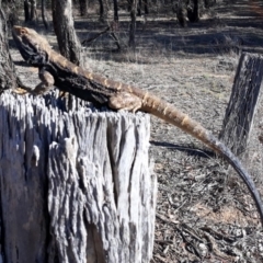 Pogona barbata at Kaleen, ACT - 21 Oct 2018