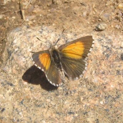 Lucia limbaria (Chequered Copper) at Tennent, ACT - 21 Oct 2018 by MatthewFrawley