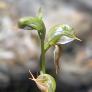 Oligochaetochilus aciculiformis at Tennent, ACT - suppressed