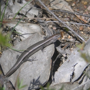 Lampropholis delicata at Tennent, ACT - 21 Oct 2018