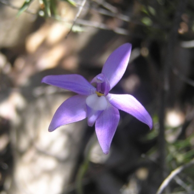 Glossodia major (Wax Lip Orchid) at Tennent, ACT - 21 Oct 2018 by MatthewFrawley