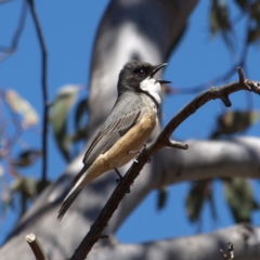 Pachycephala rufiventris (Rufous Whistler) at Tennent, ACT - 21 Oct 2018 by MatthewFrawley