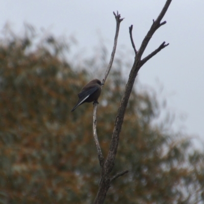 Artamus cyanopterus (Dusky Woodswallow) at Rendezvous Creek, ACT - 14 Oct 2018 by KMcCue