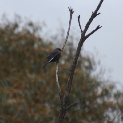 Artamus cyanopterus cyanopterus (Dusky Woodswallow) at Rendezvous Creek, ACT - 13 Oct 2018 by KMcCue