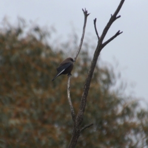 Artamus cyanopterus at Rendezvous Creek, ACT - 14 Oct 2018