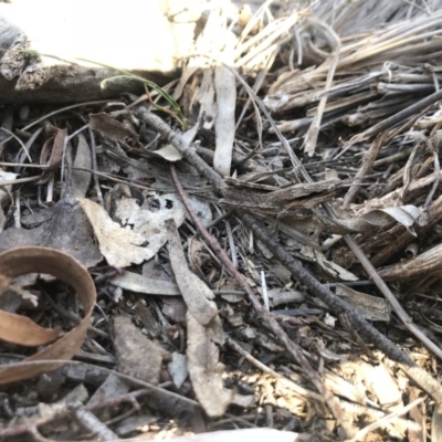 Coryphistes ruricola (Bark-mimicking Grasshopper) at Hackett, ACT - 7 Oct 2018 by JasonC