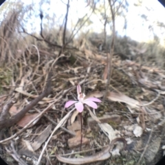 Caladenia fuscata (Dusky Fingers) at Canberra Central, ACT - 7 Oct 2018 by JasonC