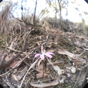 Caladenia fuscata at Undefined Area - suppressed