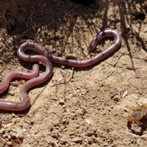 Anilios nigrescens at Wallaroo, NSW - 19 Oct 2018