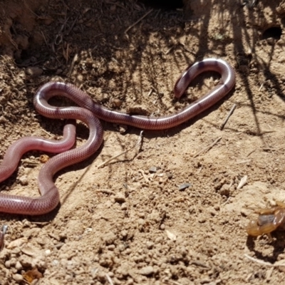 Anilios nigrescens (Blackish Blind Snake) at Wallaroo, NSW - 19 Oct 2018 by RobSpeirs