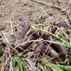 Anilios nigrescens at Wallaroo, NSW - 19 Oct 2018