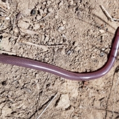 Anilios nigrescens at Wallaroo, NSW - 19 Oct 2018