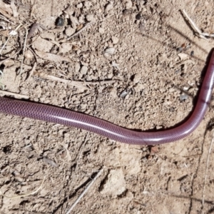 Anilios nigrescens at Wallaroo, NSW - 19 Oct 2018