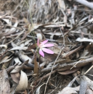 Caladenia fuscata at Point 16 - 7 Oct 2018