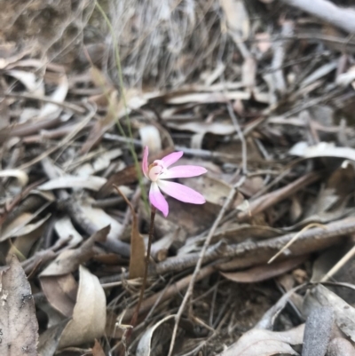 Caladenia fuscata (Dusky Fingers) at Canberra Central, ACT - 7 Oct 2018 by JasonC