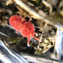 Trombidiidae (family) (Red velvet mite) at Black Mountain - 7 Oct 2018 by JasonC