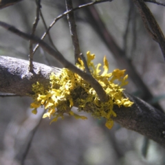 Teloschistes sp. (genus) (A lichen) at Namadgi National Park - 21 Oct 2018 by MatthewFrawley