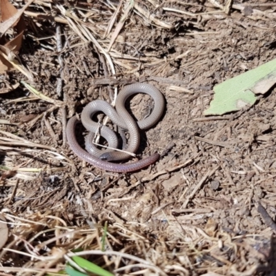 Aprasia parapulchella (Pink-tailed Worm-lizard) at Wallaroo, NSW - 19 Oct 2018 by RobSpeirs