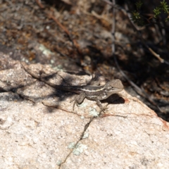 Diporiphora nobbi (Nobbi Dragon) at Namadgi National Park - 21 Oct 2018 by MatthewFrawley