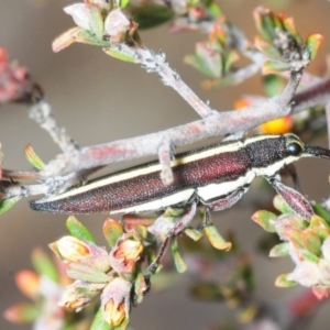 Rhinotia suturalis at Queanbeyan West, NSW - 18 Oct 2018