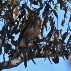 Falco berigora (Brown Falcon) at Hume, ACT - 21 Oct 2018 by RodDeb