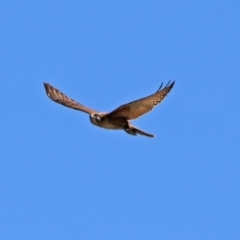Falco berigora at Hume, ACT - 21 Oct 2018