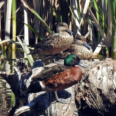 Anas castanea (Chestnut Teal) at Jerrabomberra Wetlands - 21 Oct 2018 by RodDeb