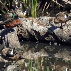 Anas castanea at Fyshwick, ACT - 21 Oct 2018