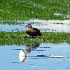 Anas gracilis (Grey Teal) at Fyshwick, ACT - 21 Oct 2018 by RodDeb