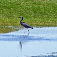 Egretta novaehollandiae (White-faced Heron) at Fyshwick, ACT - 21 Oct 2018 by RodDeb