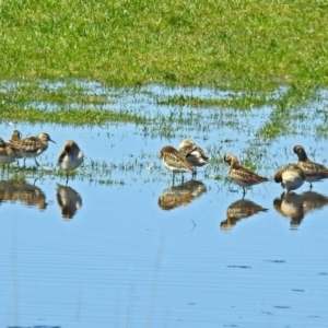 Calidris acuminata at Fyshwick, ACT - 21 Oct 2018 01:07 PM