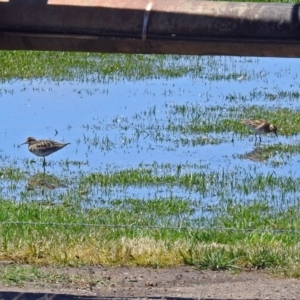 Calidris acuminata at Fyshwick, ACT - 21 Oct 2018 01:07 PM