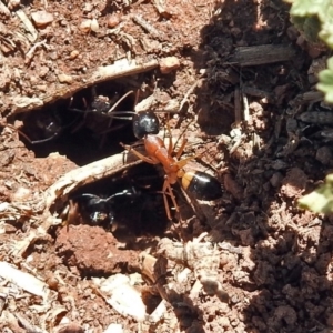 Camponotus consobrinus at Fyshwick, ACT - 21 Oct 2018