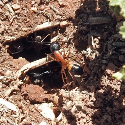 Camponotus consobrinus (Banded sugar ant) at Fyshwick, ACT - 21 Oct 2018 by RodDeb