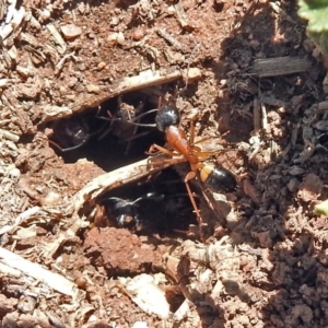 Camponotus consobrinus at Fyshwick, ACT - 21 Oct 2018